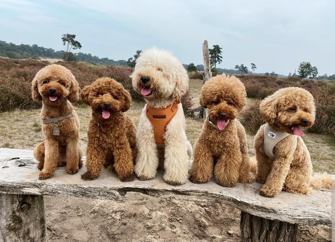 Poodle rescue australia